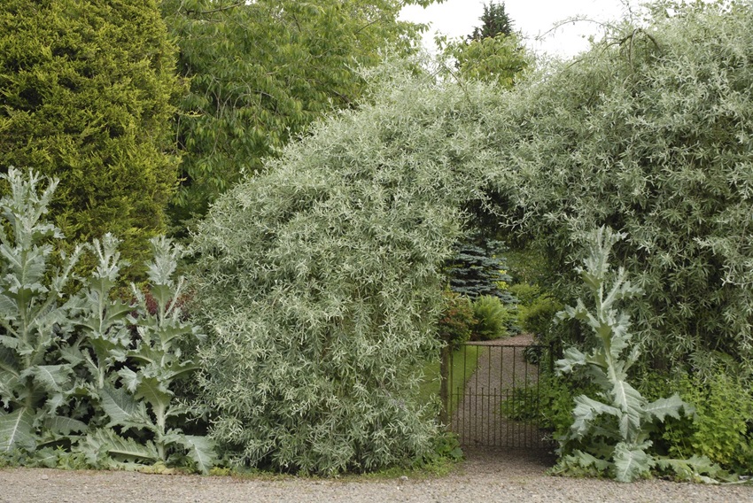pyrus-boog-hek-onopordum-grijsblad - De Tuin in vier seizoenen 49 - Winter 2024