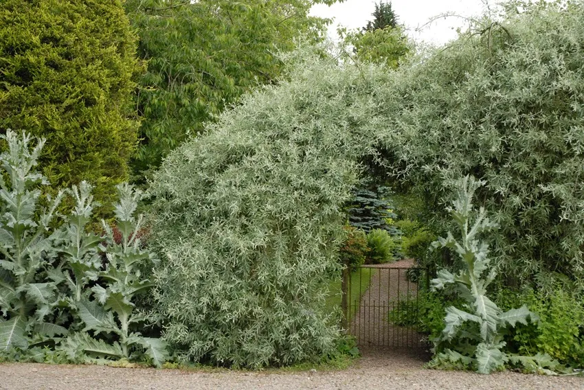 pyrus-boog-hek-onopordum-grijsblad - De Tuin in vier seizoenen 49 - Winter 2024
