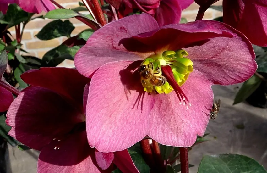 Helleborus Anna's Red met bijen Stekkentuin - De Tuin in vier seizoenen