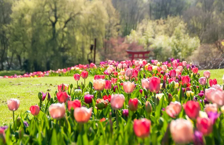 Kasteeltuinen Arcen seizoen 2025 voorjaar - Bloemenlint -De Tuin in vier seizoenen