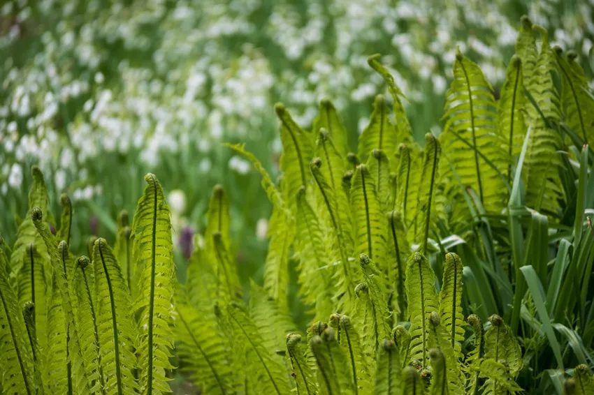 Kasteeltuinen Arcen seizoen 2025 voorjaar - Varenvallei - De Tuin in vier seizoenen