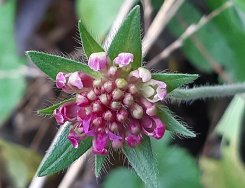 De Groene Plantenmarkt