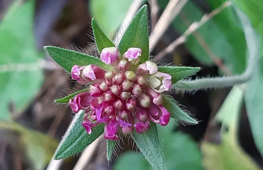 De Groene Plantenmarkt - De Tuin in vier seizoenen