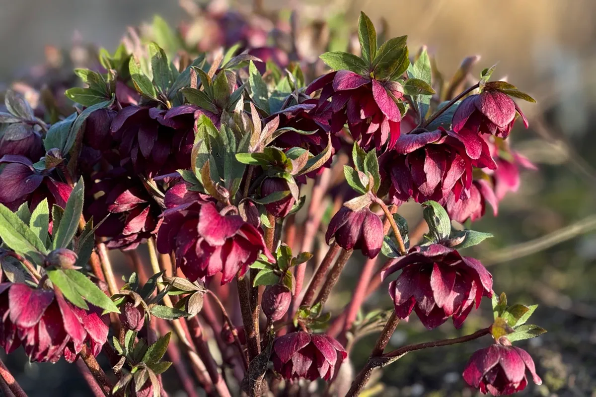 Helleborus Kwekerij Bastin - DE Tuin in vier seizoenen