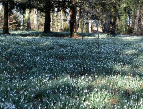 Sneeuwklokjes weekend: de lente komt eraan!