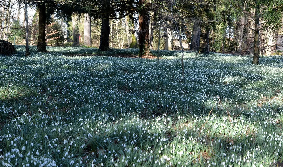 De Wildenborch sneeuwklokjes - De Tuin in vier seizoenen