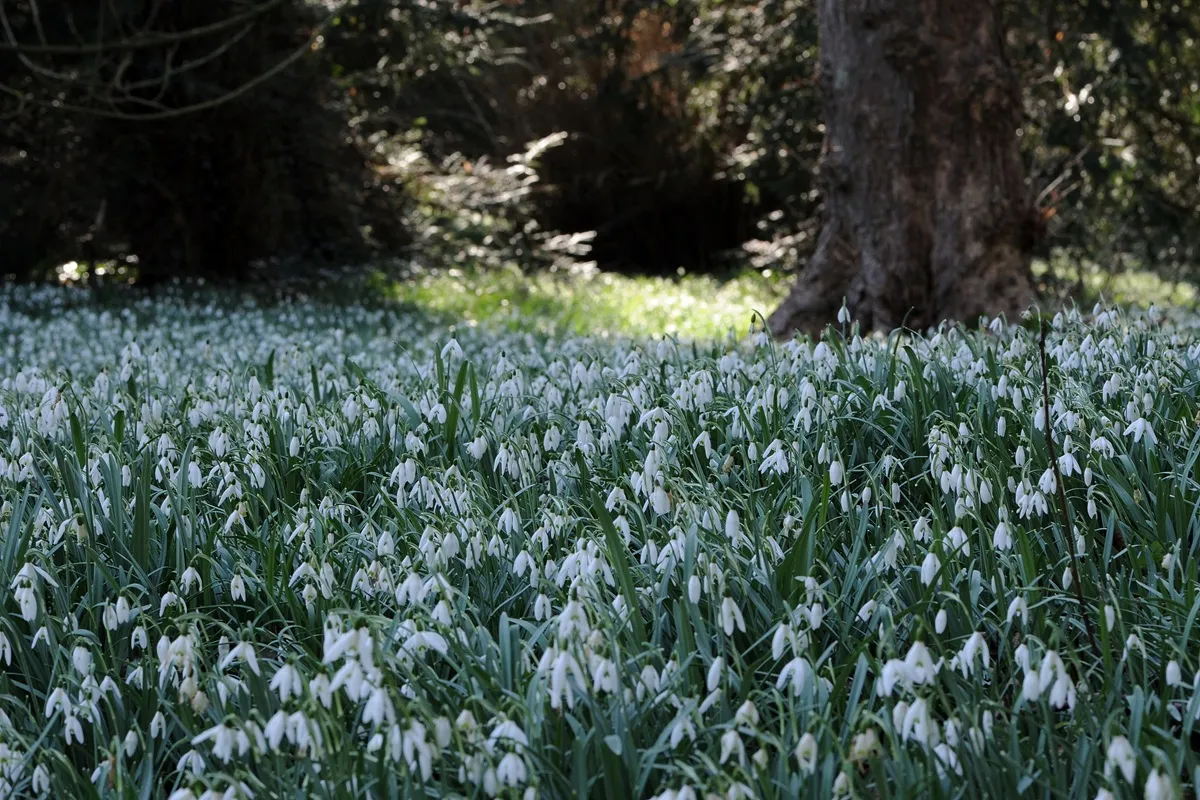 De Wildenborch sneeuwklokjes - De Tuin in vier seizoenen