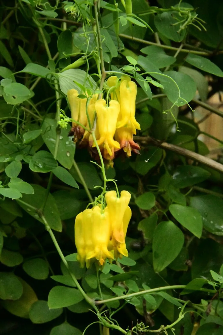 Dicentra scandens of Dactylicapnos macrocapnos - Klimmend gebroken hartje - Magazine De Tuin in vier seizoenen