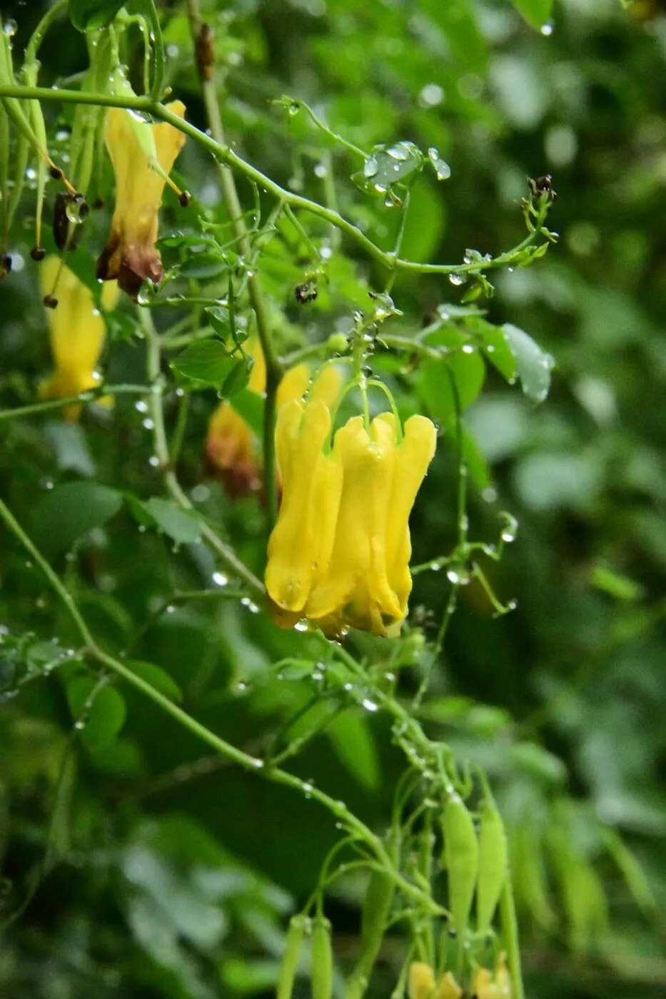 Dicentra scandens of Dactylicapnos macrocapnos - Klimmend gebroken hartje - Magazine De Tuin in vier seizoenen