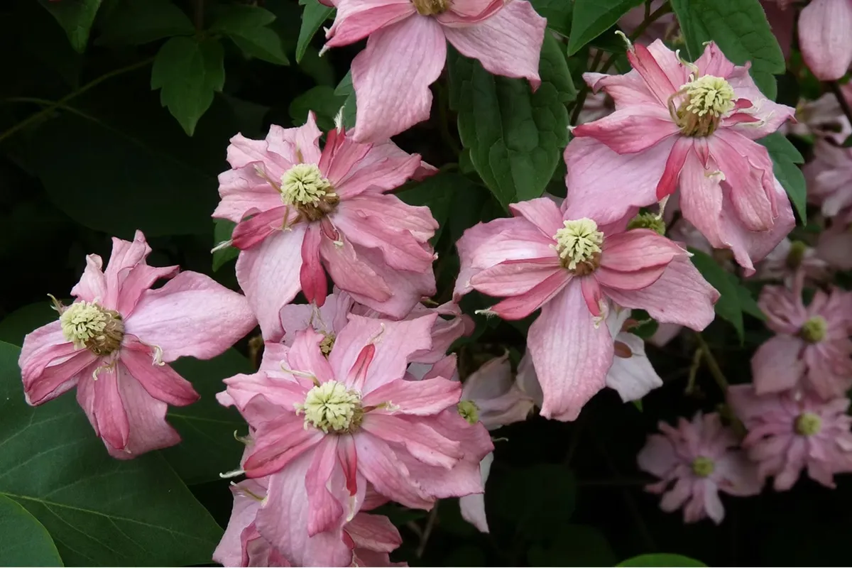 Platenfeest La Feuillerie - De Tuin in vier seizoenen