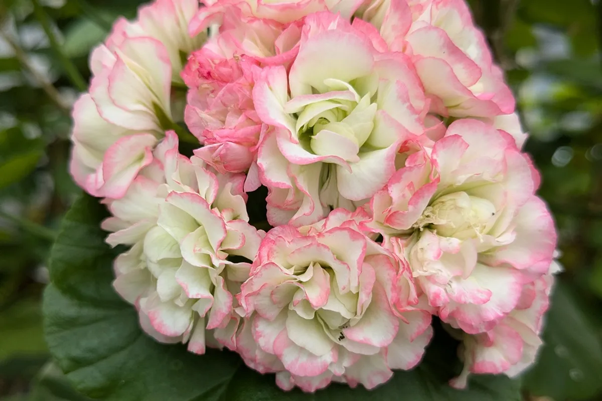 Pelargoniums Kwekerij van der Velde - De Tuin in vier seizoenen