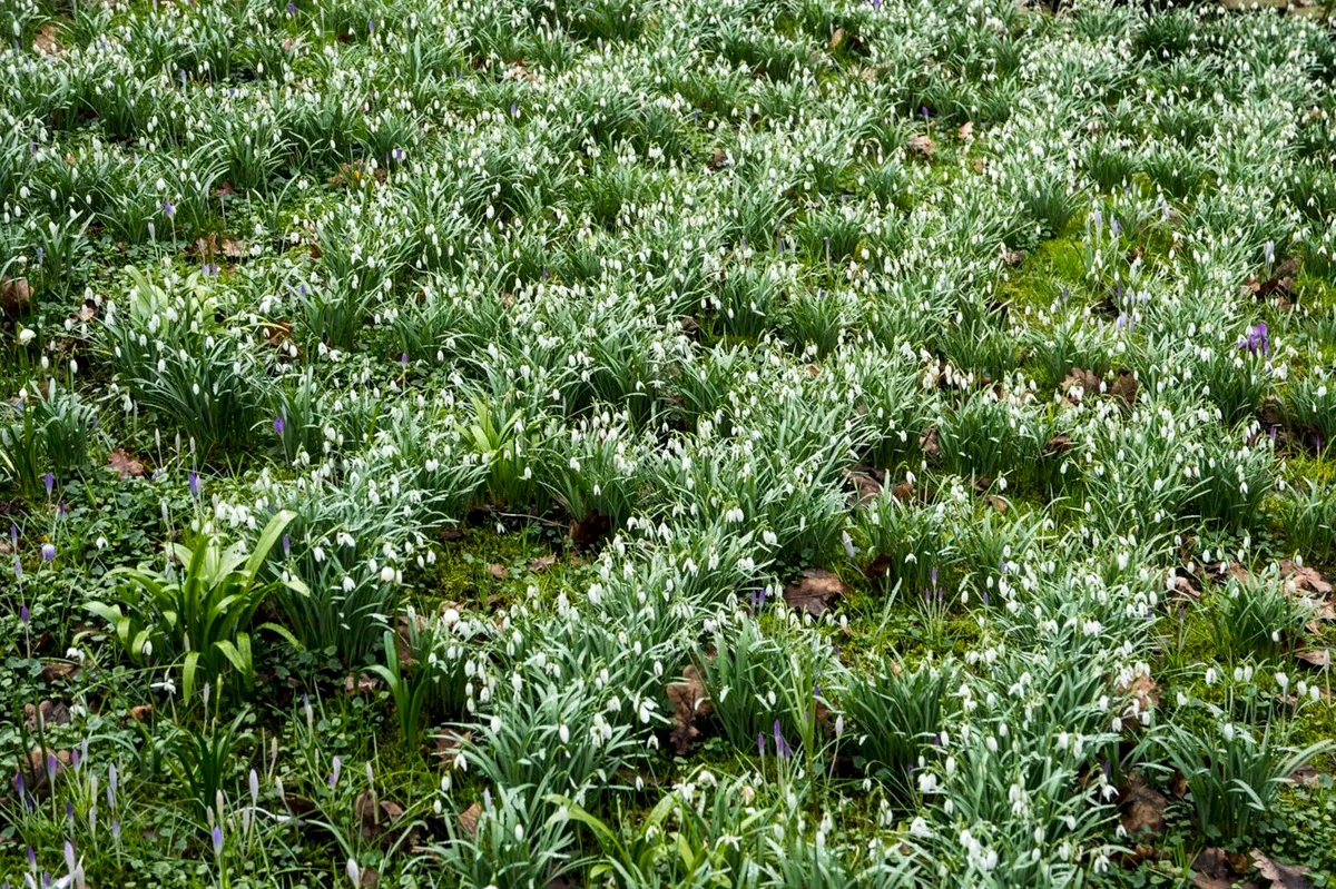 Wubsbos - De Tuin in vier seizoenen