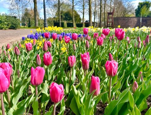 Bollenstreken in Bloemenpark Appeltern