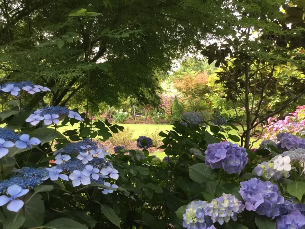Les Sentes de l' Hyndrangée - Tuinenrally in Henegouwen