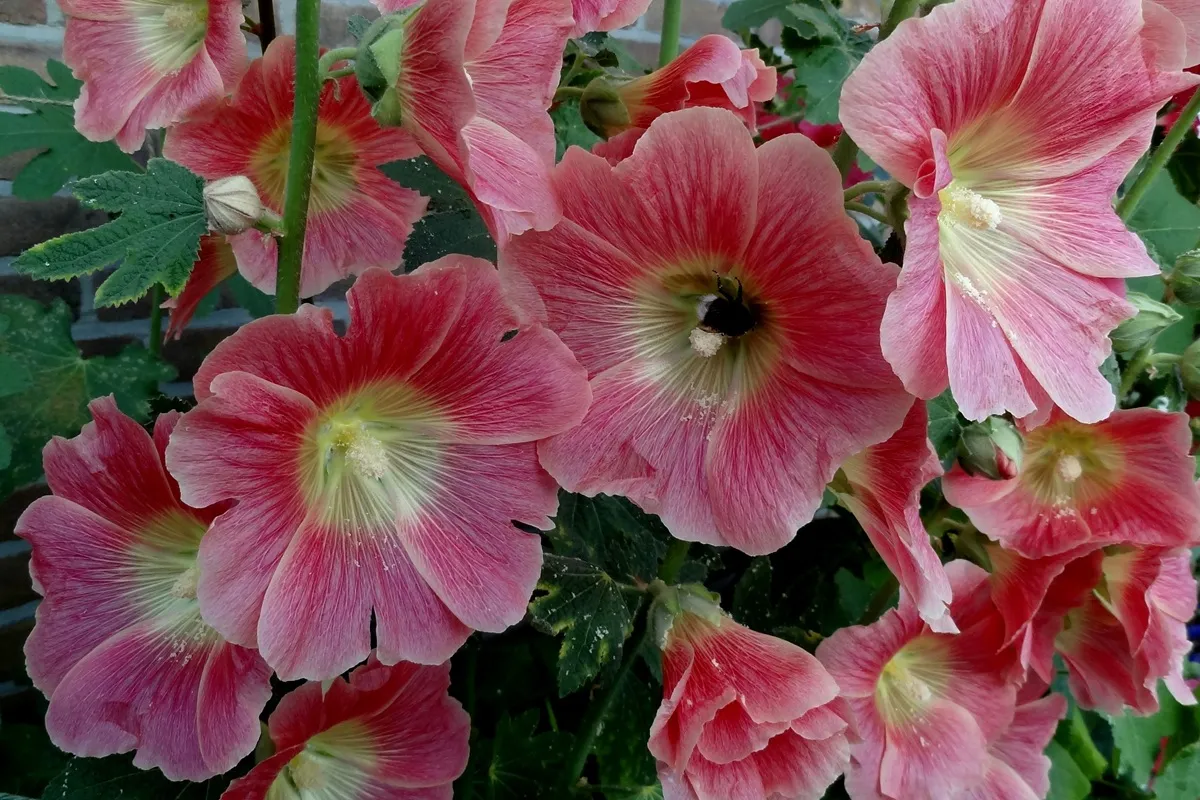 Stokroos stekkentuin