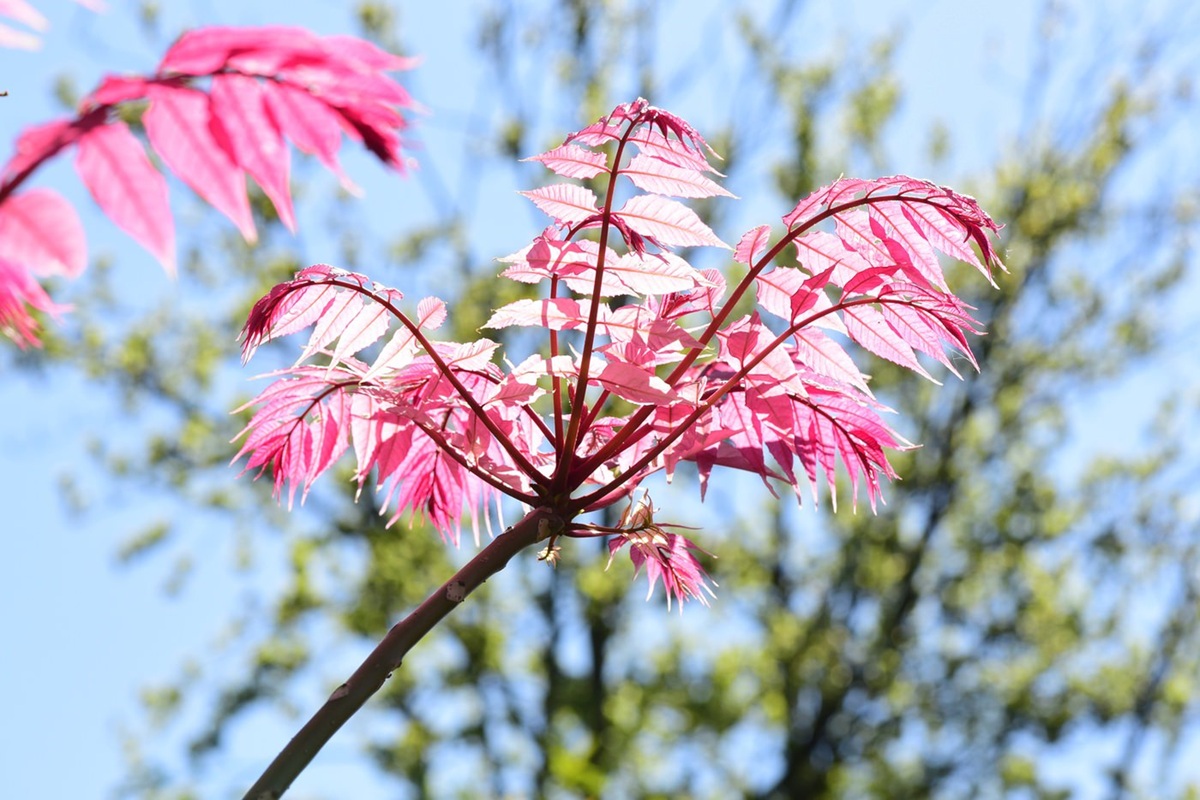 Toona sinensis ‘Flamingo’ - De Tuin in vier seizoenen 51 - zomer 2025