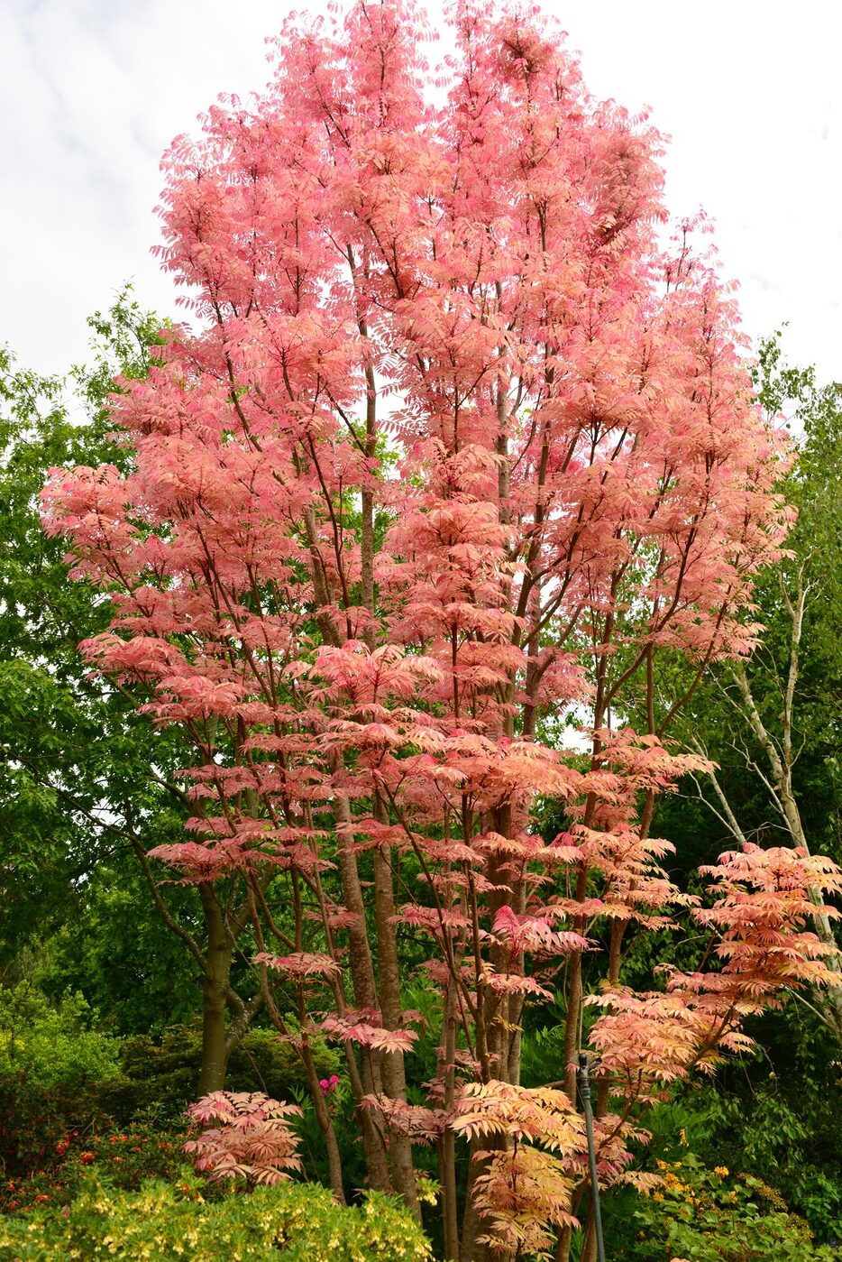 Toona sinensis ‘Flamingo’ - De Tuin in vier seizoenen 51 - zomer 2025