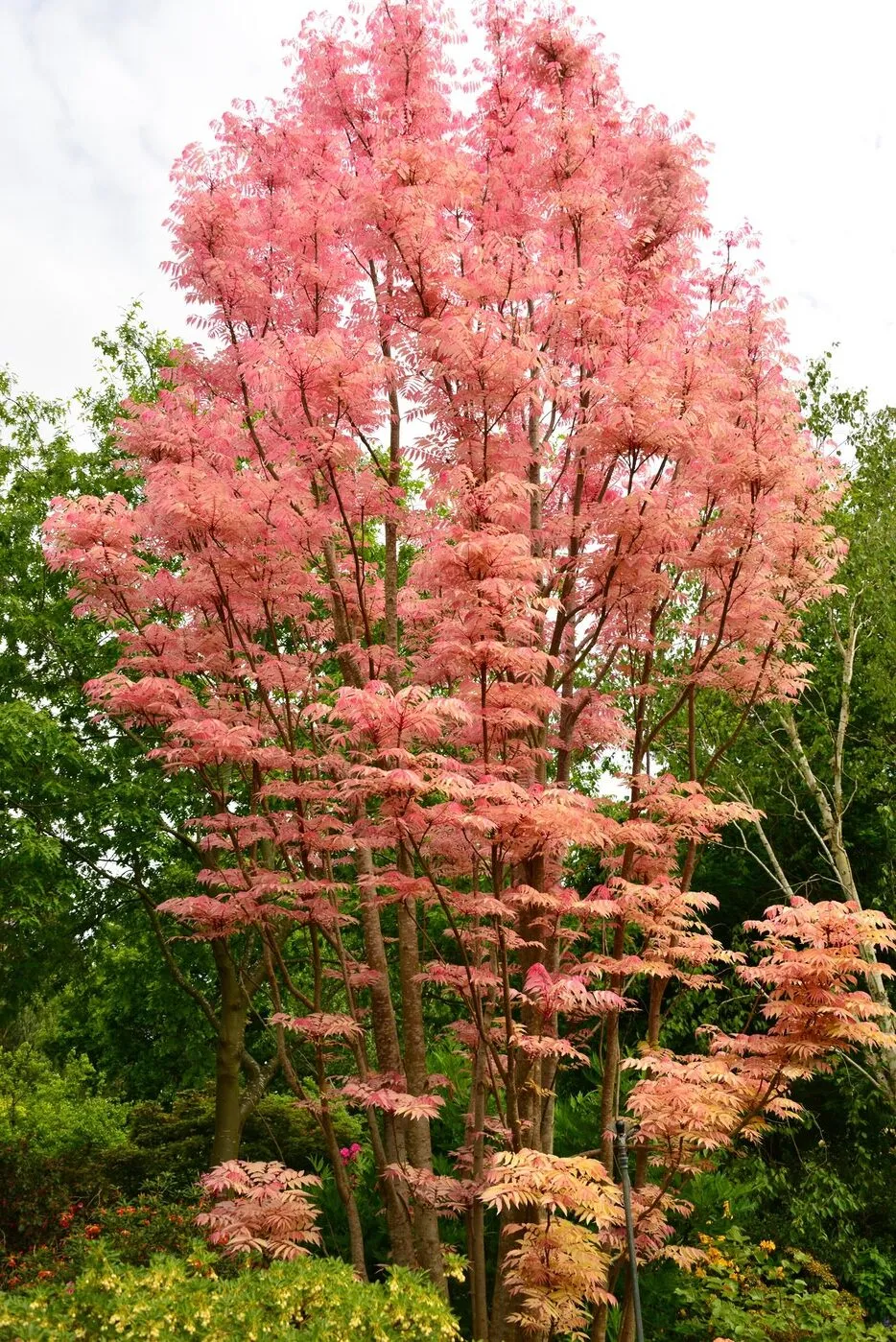 Toona sinensis ‘Flamingo’ - De Tuin in vier seizoenen 51 - zomer 2025