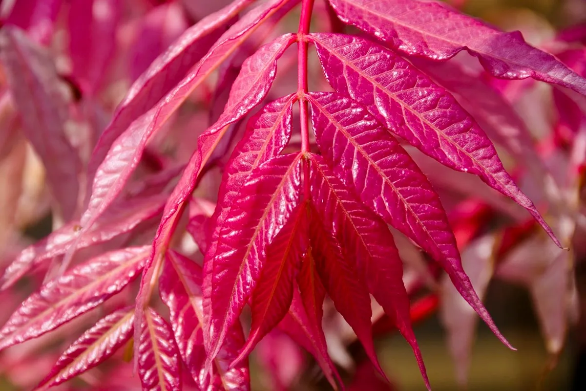 Toona sinensis ‘Flamingo’ - De Tuin in vier seizoenen 51 - zomer 2025