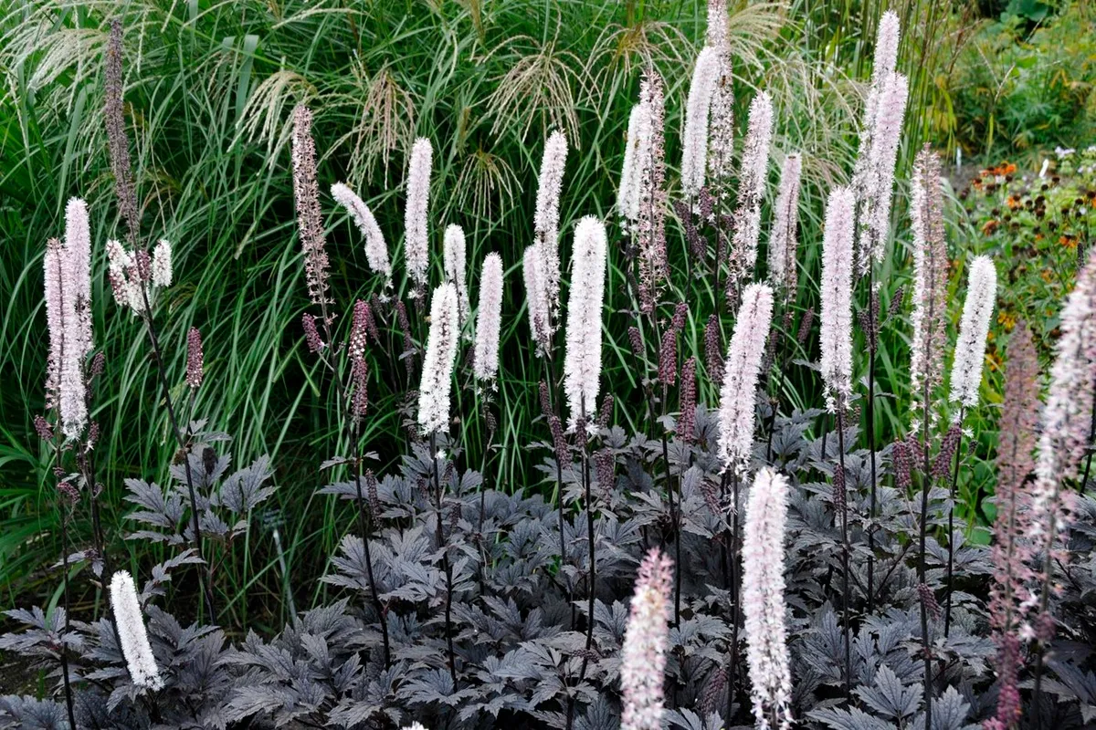 Actaea simplex 'Brunette' Geurende Vaste Planten - De Tuin in vier seizoenen 51 - zomer 2025
