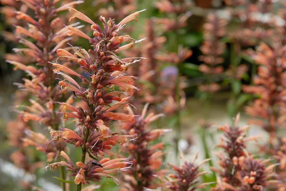 Agastache 'Kolibri' Geurende Vaste Planten - De Tuin in vier seizoenen 51 - zomer 2025