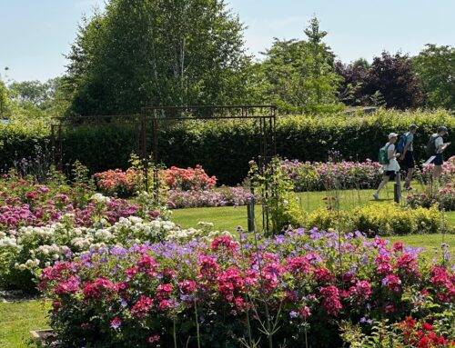 Rozenfestival Bloemenpark Appeltern