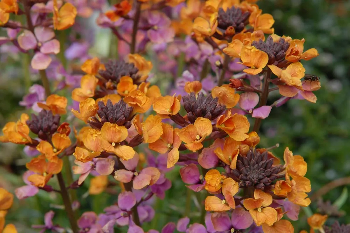 Erysimum linifolium 'Rose Apricot' Geurende Vaste Planten - De Tuin in vier seizoenen 51 - zomer 2025