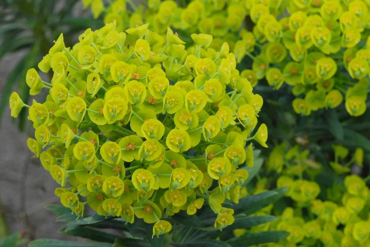 Euphorbia characias subsp. wulfenii - Geurende Vaste Planten - De Tuin in vier seizoenen 51 - zomer 2025