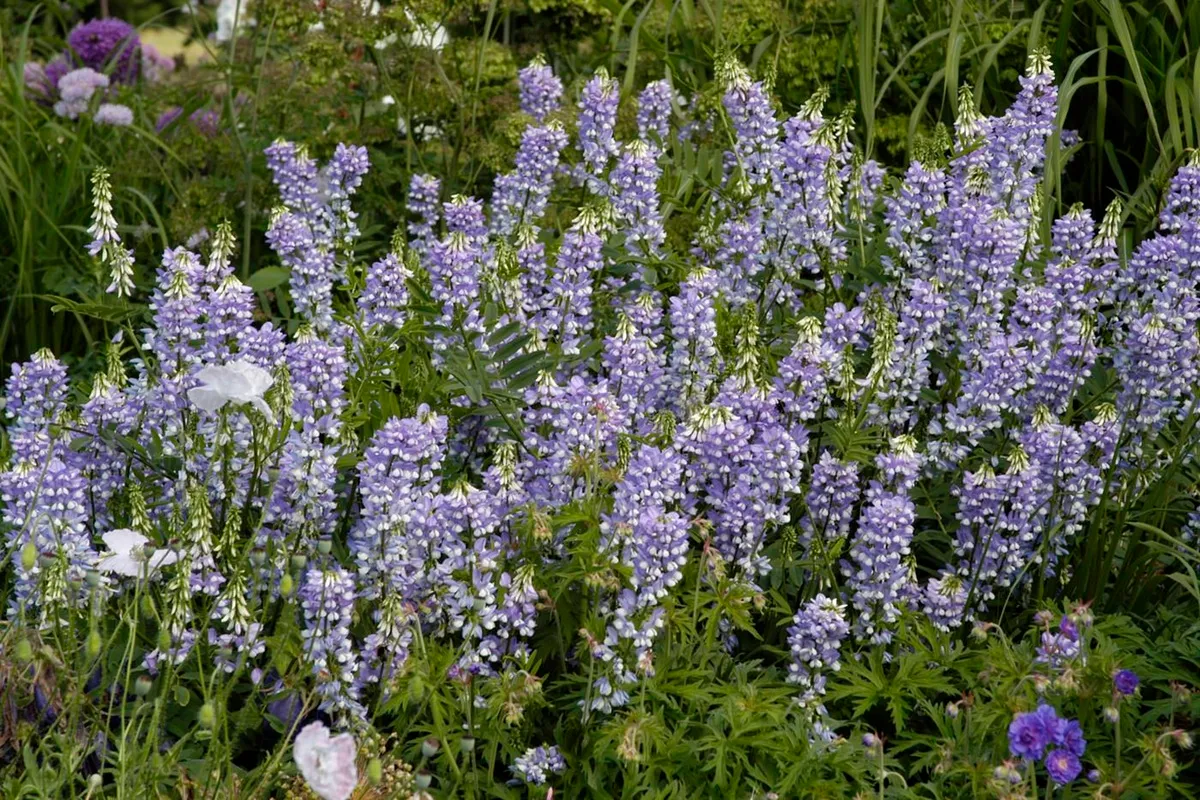 Galega x hartlandii 'His Majesty' Geurende Vaste Planten - De Tuin in vier seizoenen 51 - zomer 2025