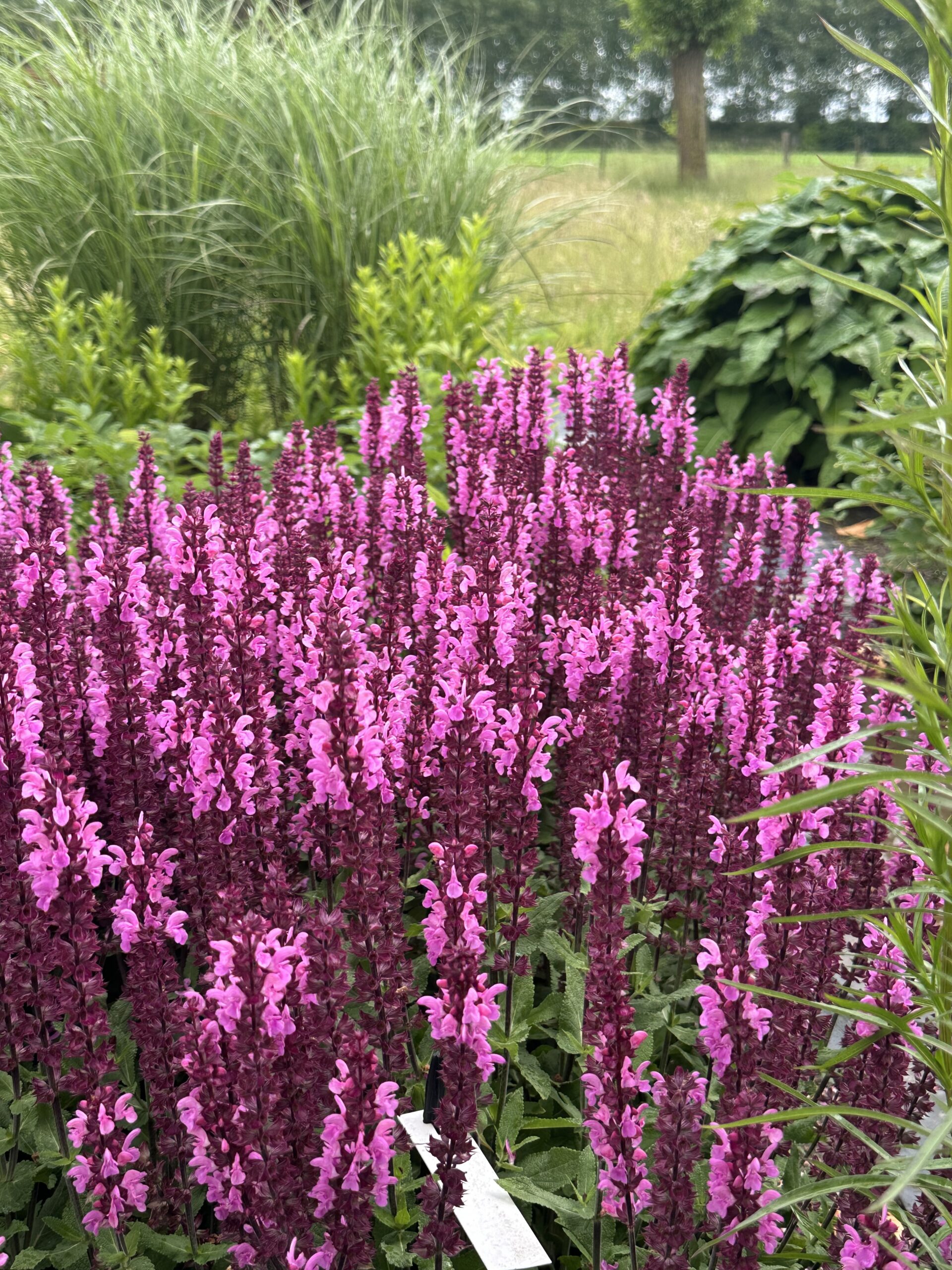 Salvia Nemorosa Katsjing - De Tuin in vier seizoenen