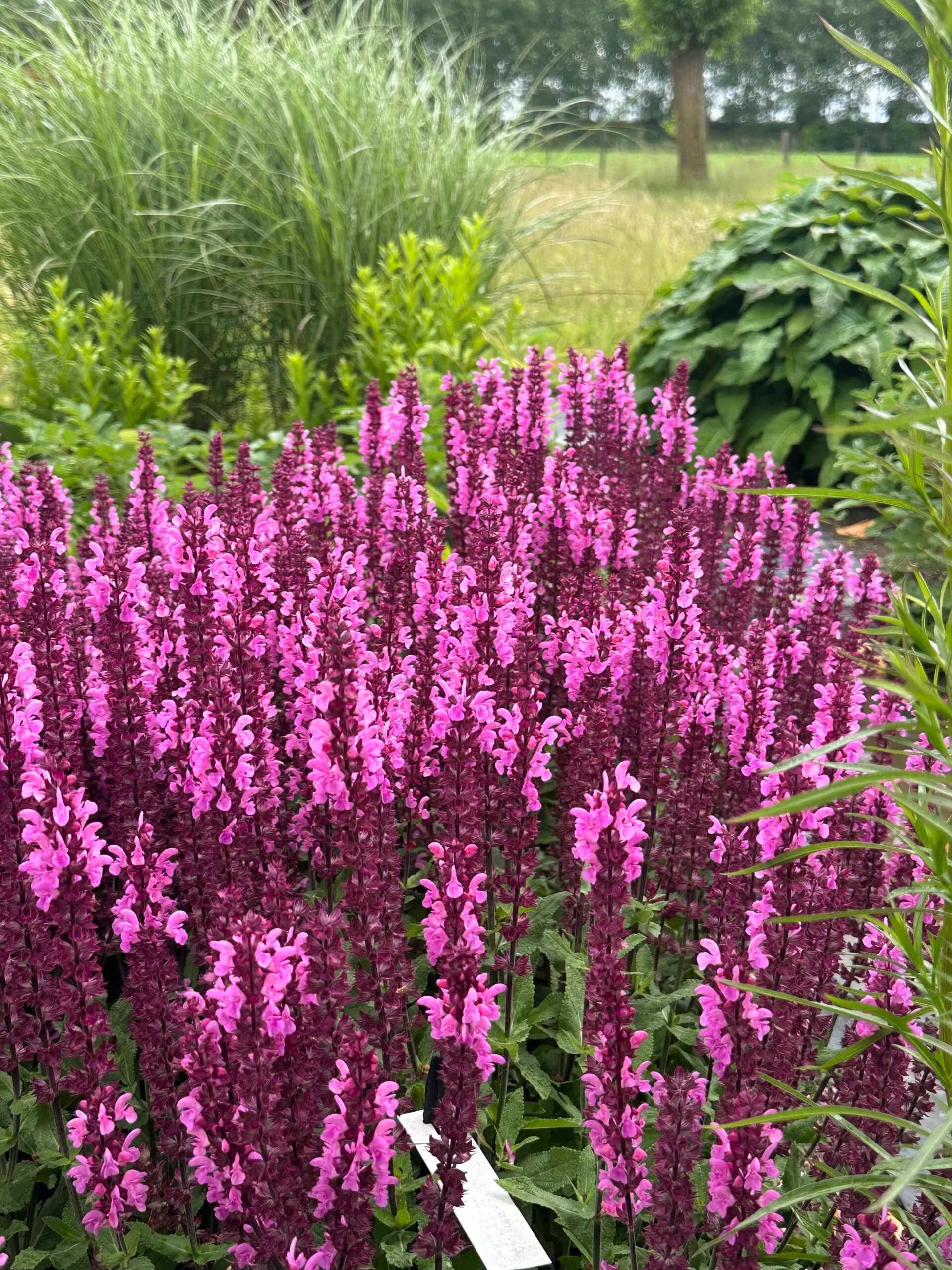 Salvia Nemorosa Katsjing - De Tuin in vier seizoenen