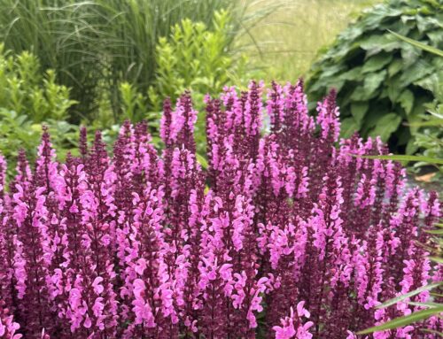 Super-Salvia