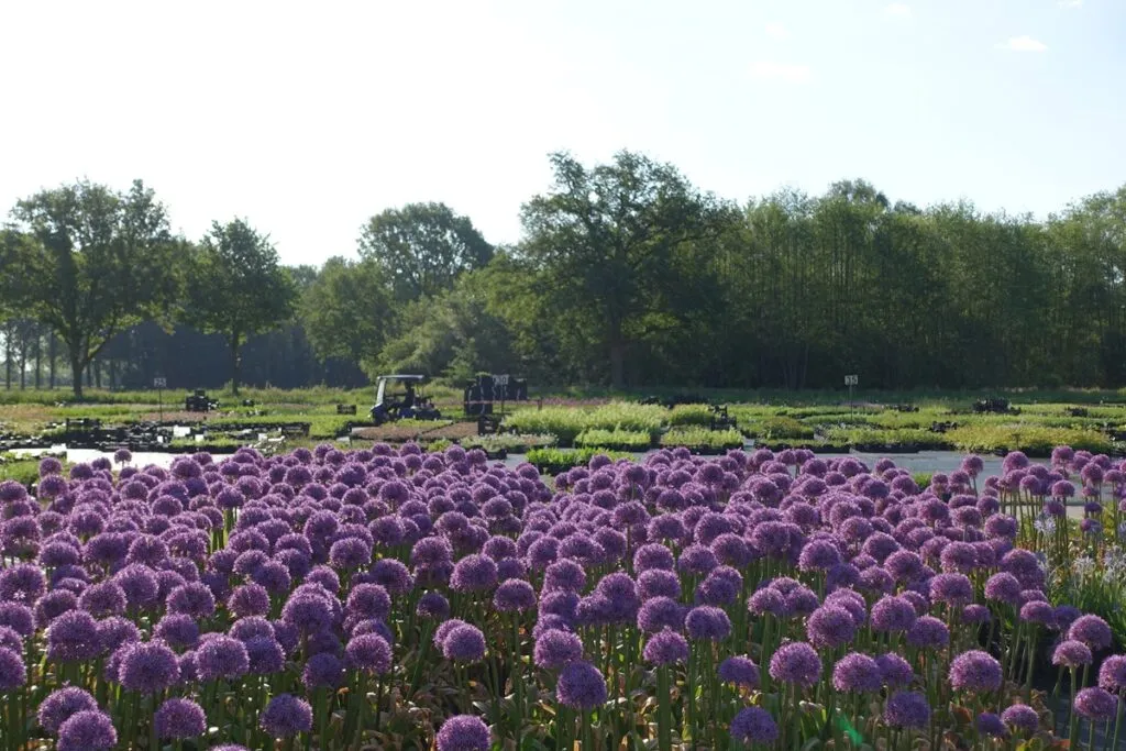 kwekerijdagen kwaliteitsplanten.nl