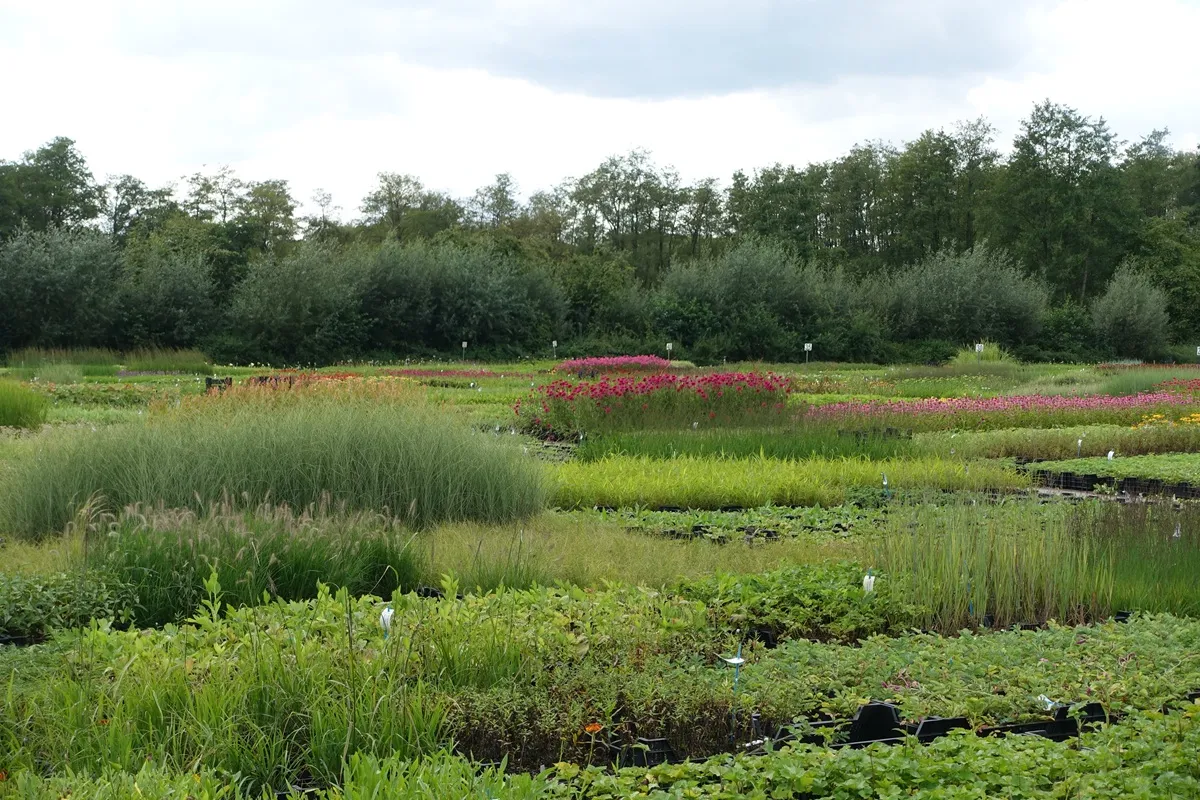kwekerijdagen kwaliteitsplanten.nl