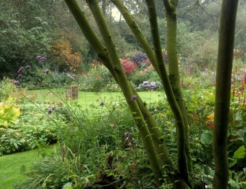 Masterclass ‘Het hele jaar een interessante tuin’