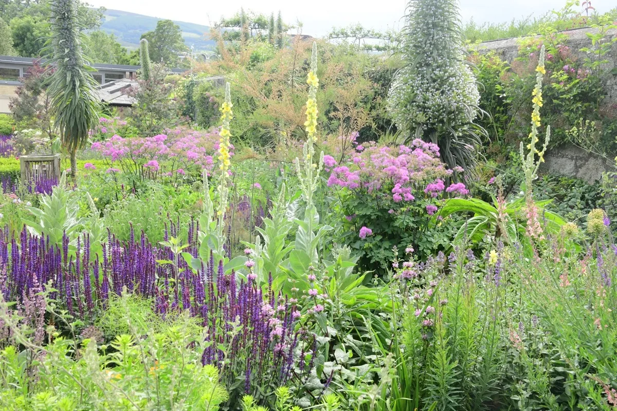 Beplanting met Echium pinnanina in Airfield, Dublin, aan de achterlkant Echium pinnanina vol in bloei