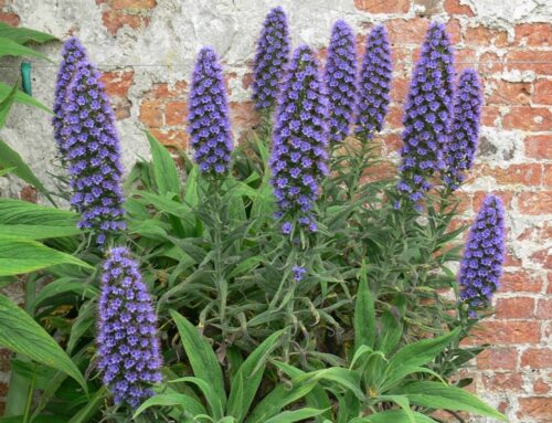 Echium – van onkruid tot exoot