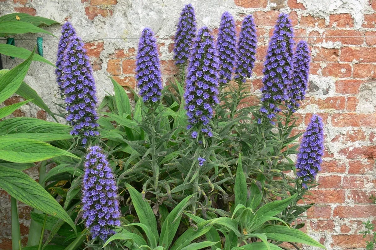 Echium candicans in Picton Castle, UK - De Tuin in vier seizoenen