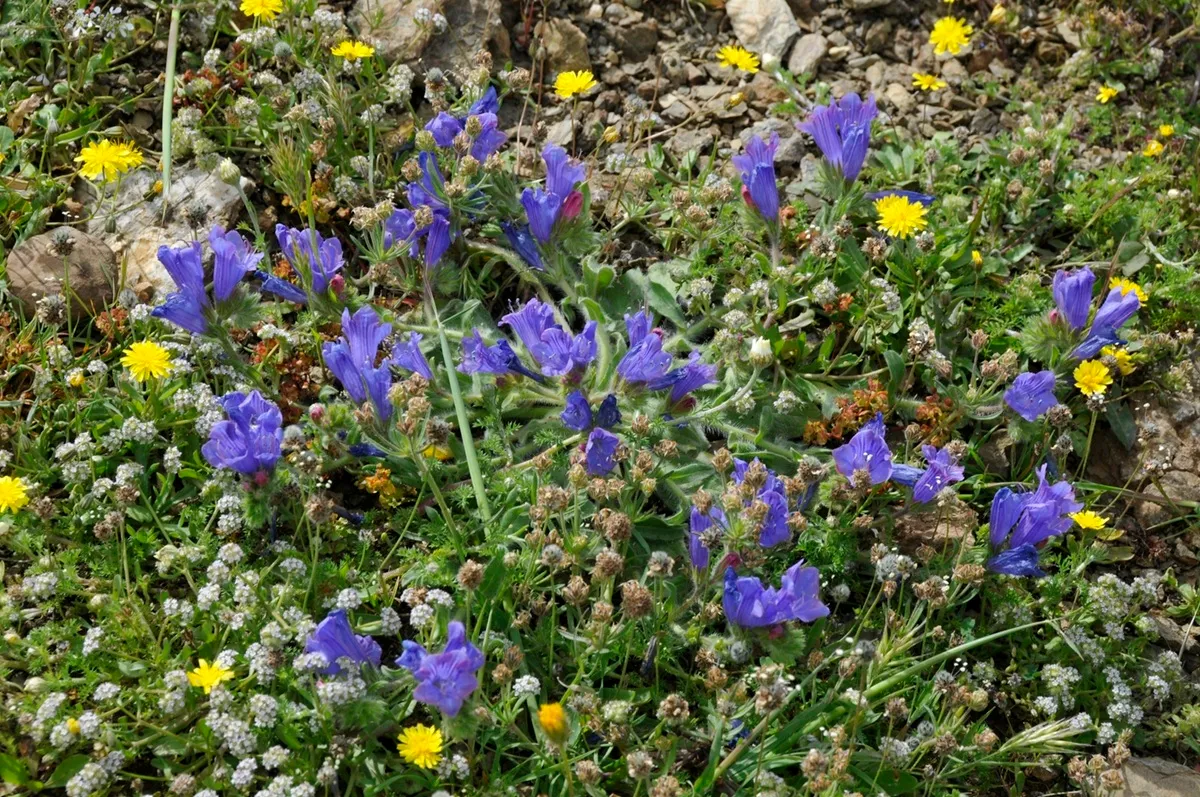 Echium plantagineum -De Tuin in vier seizoenen