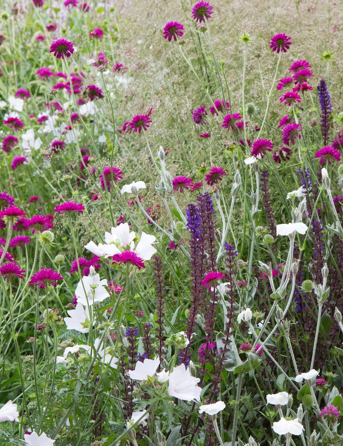 Tuinworkshop Modeste Herwig - De Tuin in vier seizoenen