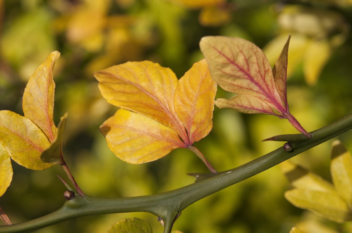 Poncirus trifoliata - Citrus trifoliata - Winterharde Citrusvrucht - De Tuin in vier seizoen 52 -herfst 2025