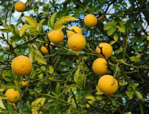 Winterharde citrusvrucht