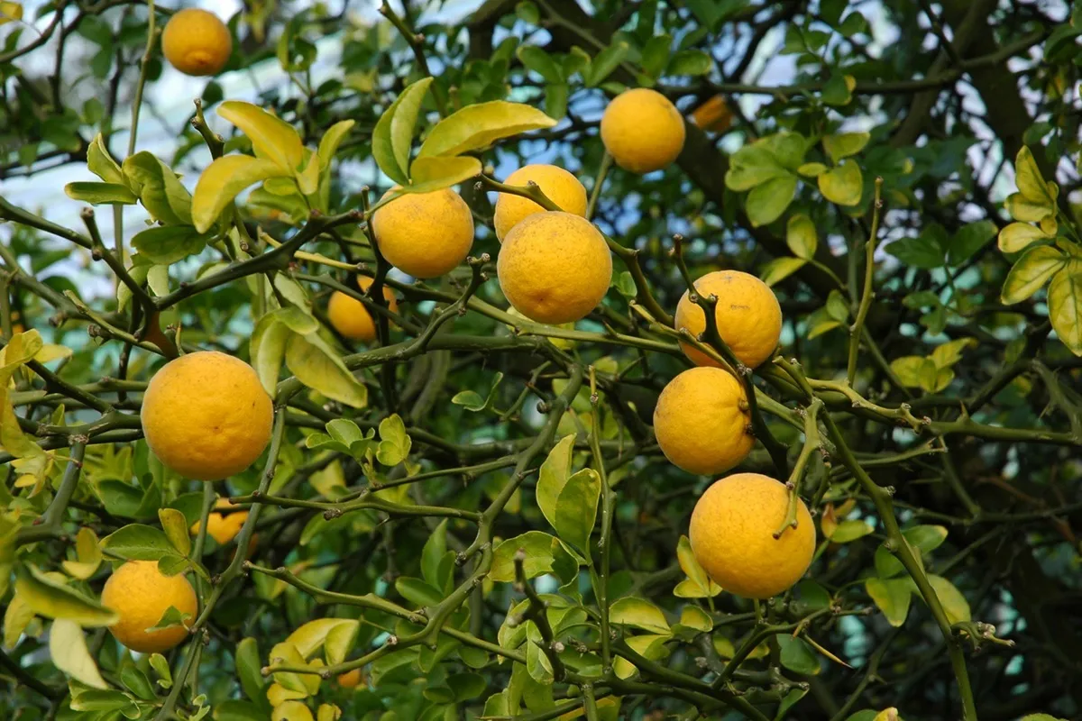 Poncirus trifoliata - Citrus trifoliata - Winterharde Citrusvrucht - De Tuin in vier seizoen 52 -herfst 2025
