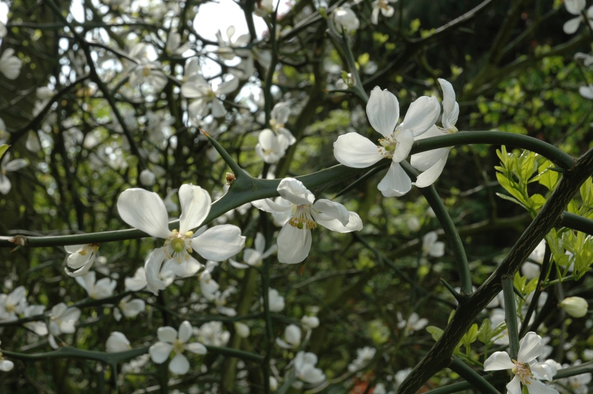 Poncirus trifoliata - Citrus trifoliata - Winterharde Citrusvrucht - De Tuin in vier seizoen 52 -herfst 2025
