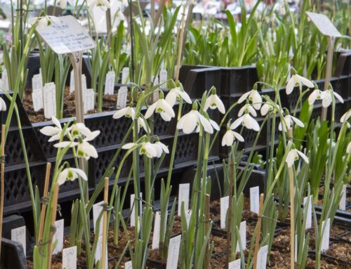 Sneeuwklokjes als ultieme voorbode van de lente!