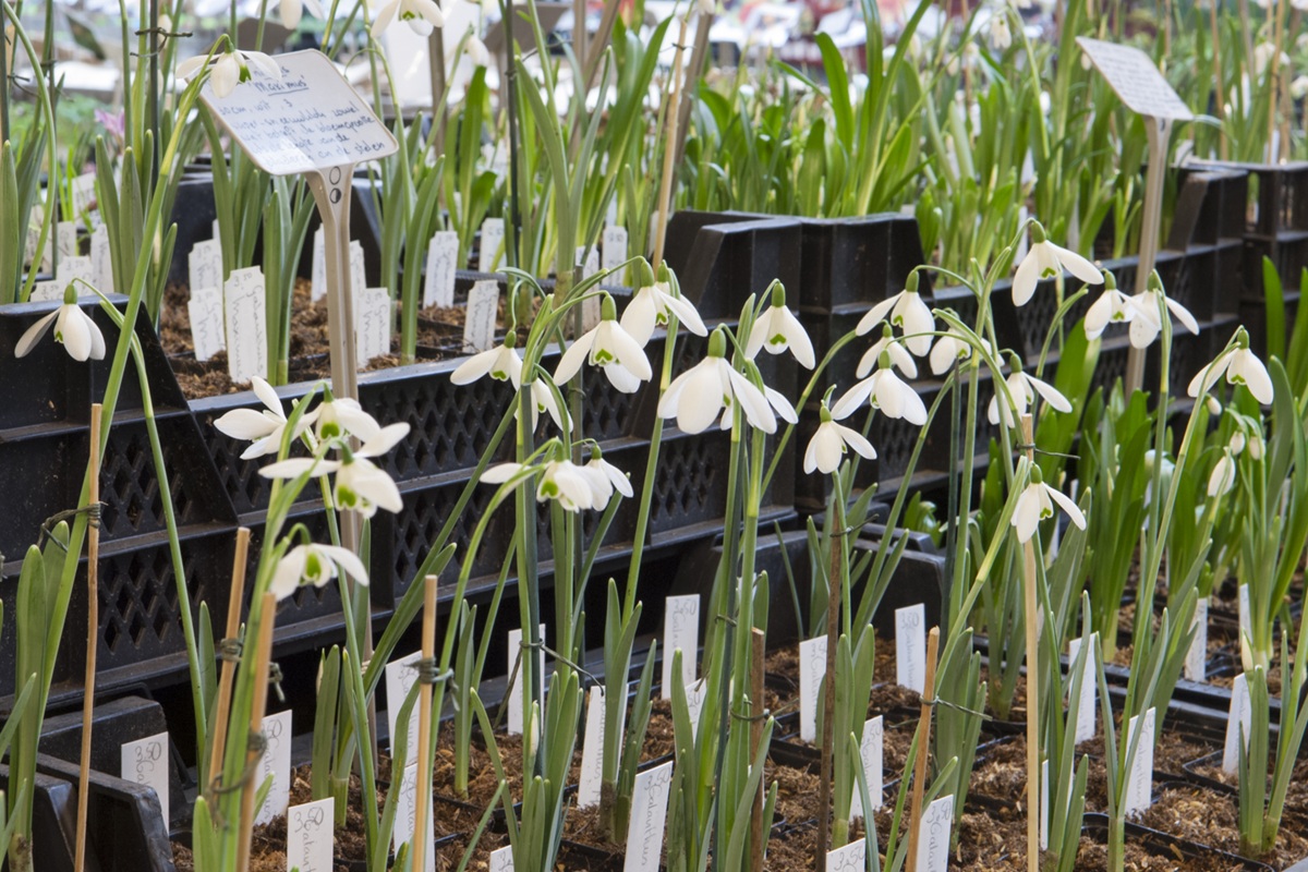De Boschhoeve Sneeuwklokjes - De Tuin in vier seizoenen
