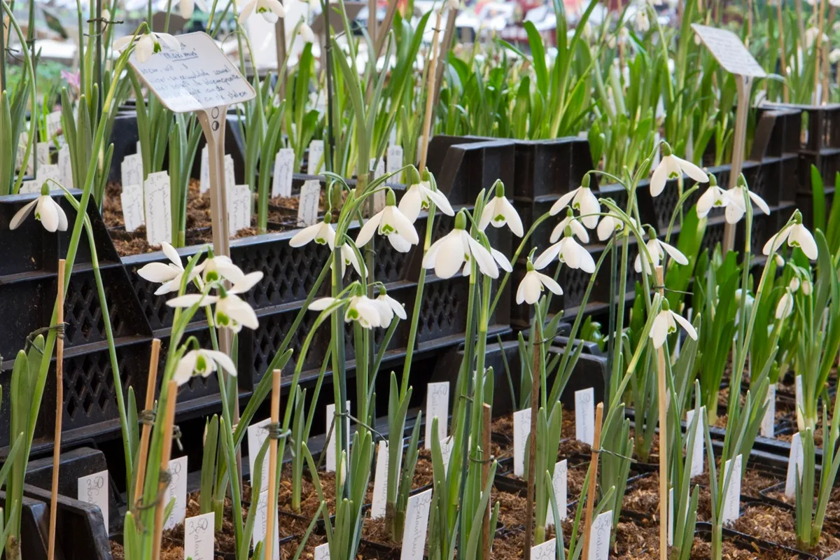 De Boschhoeve Sneeuwklokjes - De Tuin in vier seizoenen