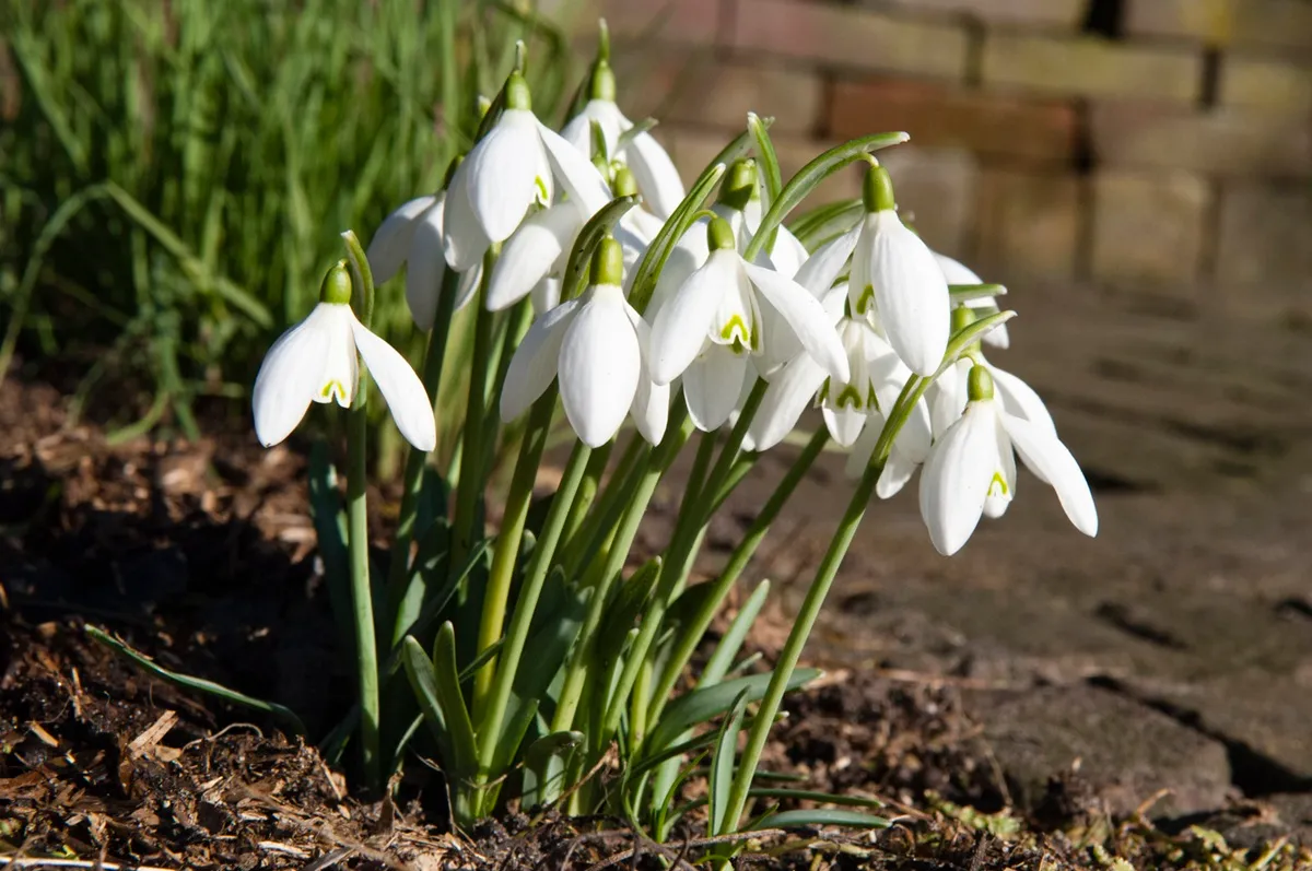 De Boschhoeve Sneeuwklokjes - De Tuin in vier seizoenen
