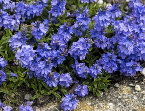 Ereprijzen voor droge tuinen