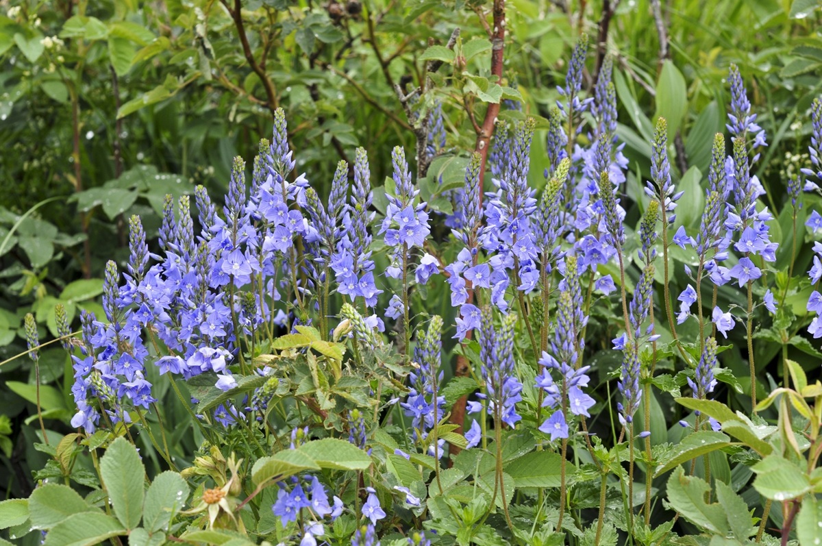Veronica austriaca var. teucrium - De Tuin in vier seizoenen 53- winter 2025